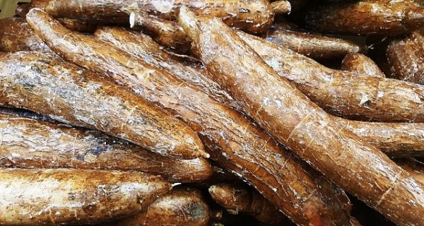 manioc