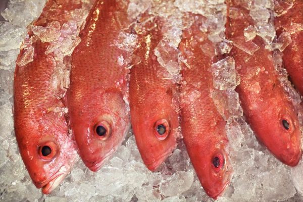 poisson rouge congelé